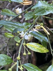 Prinsepia scandens