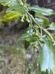 Prinsepia scandens