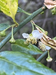 Prinsepia scandens