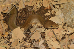 Liasis olivaceus olivaceus