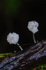 Hemimycena pseudocrispula