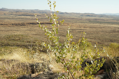 Grevillea wickhamii