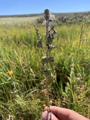 Camassia quamash