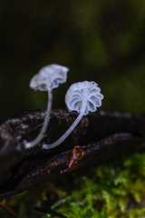 Hemimycena pseudocrispula