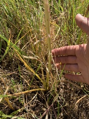 Camassia quamash