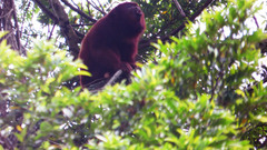Alouatta seniculus