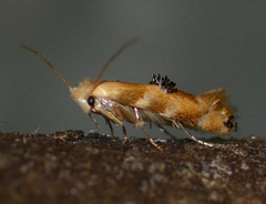 Bucculatrix coronatella