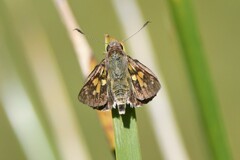 Trapezites phigalioides