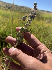Camassia quamash