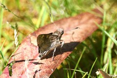 Trapezites phigalioides