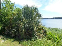 Sabal palmetto