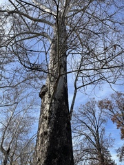 Platanus occidentalis
