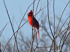 Cardinalis cardinalis