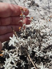 Helichrysum cylindriflorum