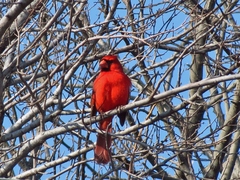 Cardinalis cardinalis