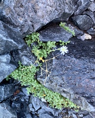 Cerastium morrisonense