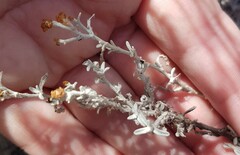Helichrysum cylindriflorum