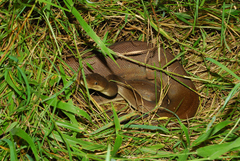 Liasis olivaceus olivaceus