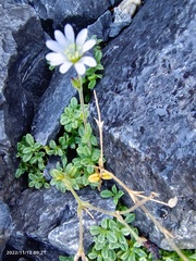 Cerastium morrisonense