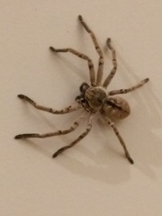 Polybetes pythagoricus