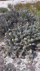 Leucospermum tomentosum