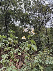 Montanoa grandiflora