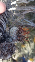 Leucospermum tomentosum