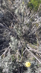 Leucospermum tomentosum