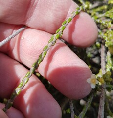 Lachnaea axillaris