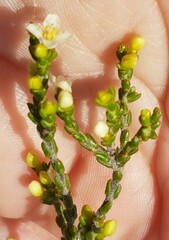 Lachnaea axillaris