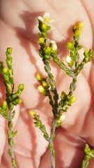 Lachnaea axillaris