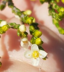 Lachnaea axillaris