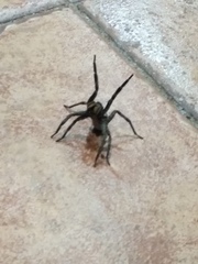 Polybetes pythagoricus