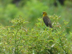 Chrysomus icterocephalus