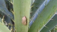 Boana pulchella