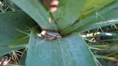 Boana pulchella