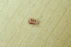 Pseudargyrotoza conwagana