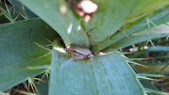Boana pulchella