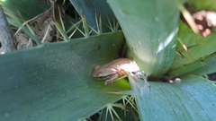 Boana pulchella