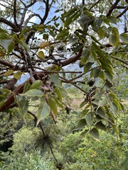 Bursera
