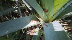 Boana pulchella
