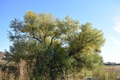 Salix lasiolepis