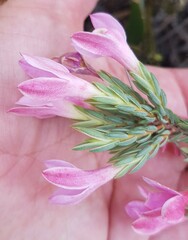 Lachnaea grandiflora