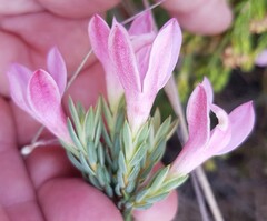 Lachnaea grandiflora