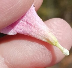 Lachnaea grandiflora