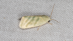 Earias paralella