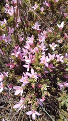 Lachnaea grandiflora