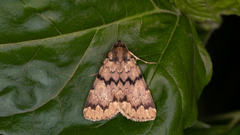 Mormoscopa phricozona