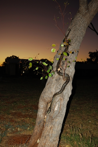 Carpet Python sighting