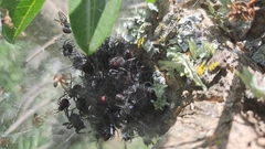 Parawixia bistriata